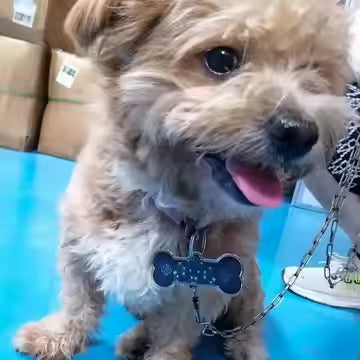 Pendentif à énergie Quantique pour animaux