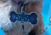 Pendentif à énergie Quantique pour animaux